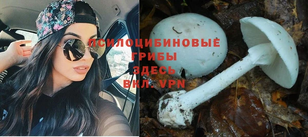 гидра Кодинск